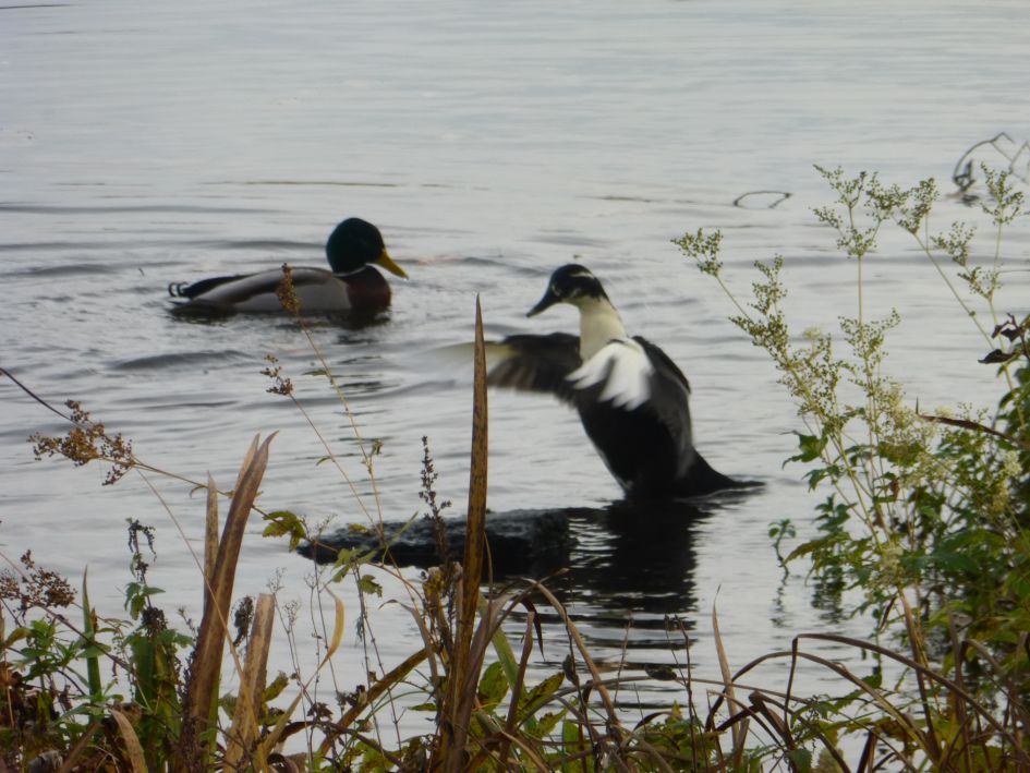 welke eend is dit 2?